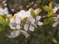 ユスラウメ　開花